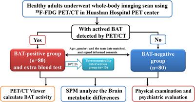 Neuropeptide Y Plays an Important Role in the Relationship Between Brain Glucose Metabolism and Brown Adipose Tissue Activity in Healthy Adults: A PET/CT Study